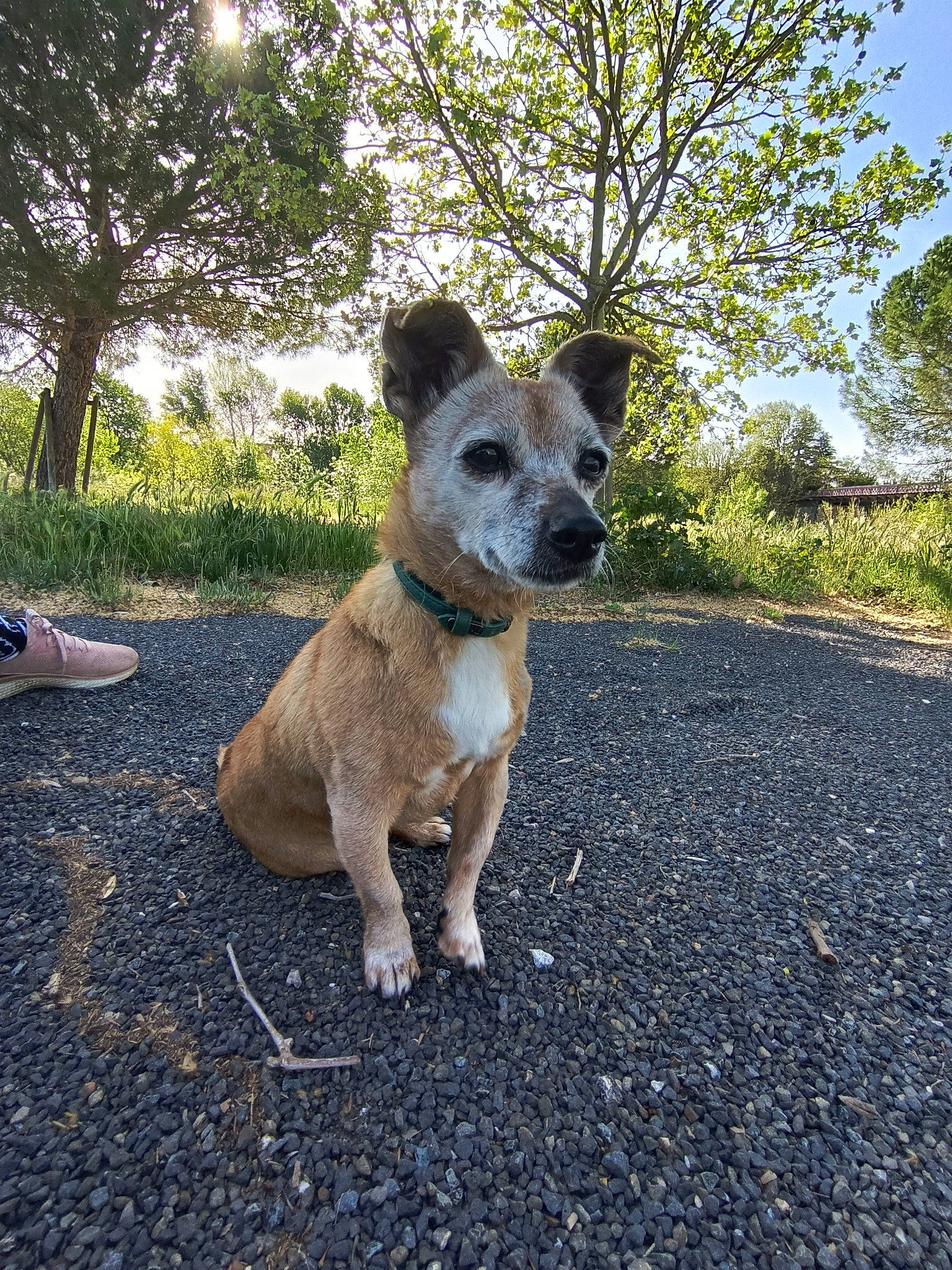 Clara a rejoint le concours — aidez-le/la à gagner de superbes lots ! asphalt, canidae, carnivore, companion_dog, dog, dog_breed, fawn, grass, plant, road, road_surface, sky, snout, soil, sporting_group, tail, terrier, tree, whiskers, working_animal
