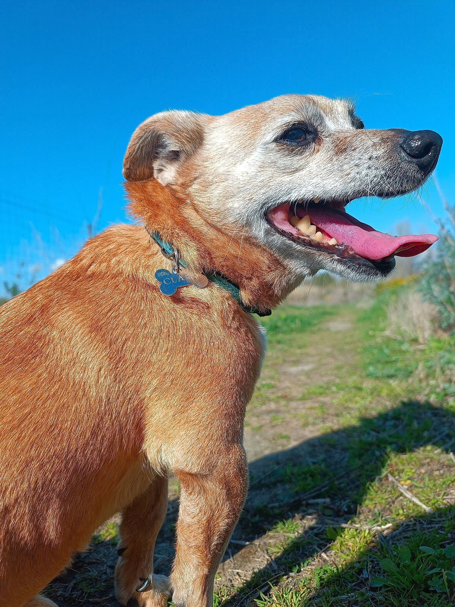 Clara a rejoint le concours — aidez-le/la à gagner de superbes lots ! adventure, canidae, carnivore, collar, companion_dog, dog, dog_breed, dog_collar, dog_supply, fawn, leash, pet_supply, plant, rampur_greyhound, sky, snout, sporting_group, terrestrial_animal, whiskers, working_animal