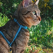 Yumi a rejoint le concours — aidez-le/la à gagner de superbes lots ! alert, animal, cat, closeup, daytime, ears, eyes, feline, fur, grass, greenery, harness, leash, nature, outdoor, pet, profile, sunlight, tabby, whiskers