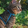 alert, animal, cat, closeup, daytime, ears, eyes, feline, fur, grass, greenery, harness, leash, nature, outdoor, pet, profile, sunlight, tabby, whiskers