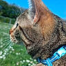 animal, blue_harness, blue_sky, cat, close_up, daylight, domestic_cat, field, focus, fur, green_grass, looking_away, nature, outdoor, pet, serene, side_profile, tabby_cat, whiskers, white_flowers