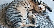 Yumi participe au concours pour gagner de l'argent avec cette photo : abyssinian, animal, basket, bed, blanket, cat, couch, egyptiancat, furniture, hardwood, homedecor, kitten, manx, ocelot, person, pet, plywood, siamese, sleeping, wood