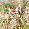 alert, animal, brown, cat, closeup, collar, curious, ears, feline, field, grass, green_eyes, leaf, muzzle, nature, outdoor, pet, plant, tabby_cat, wildlife