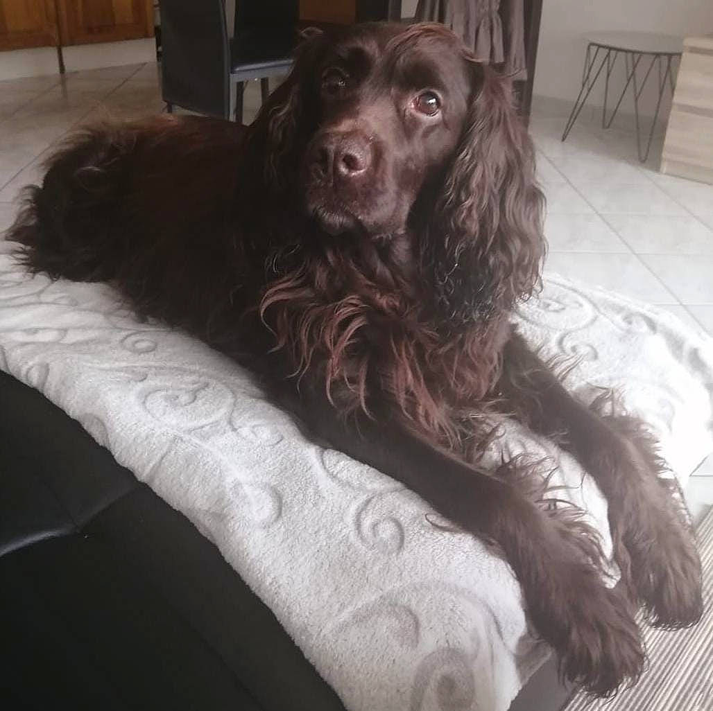 Fany participe au concours pour gagner de l'argent avec cette photo : canidae, carnivore, comfort, companion_dog, dog, dog_breed, flooring, foot, fur, gun_dog, hardwood, human_leg, liver, room, snout, spaniel, sporting_group, whiskers, wood, working_animal