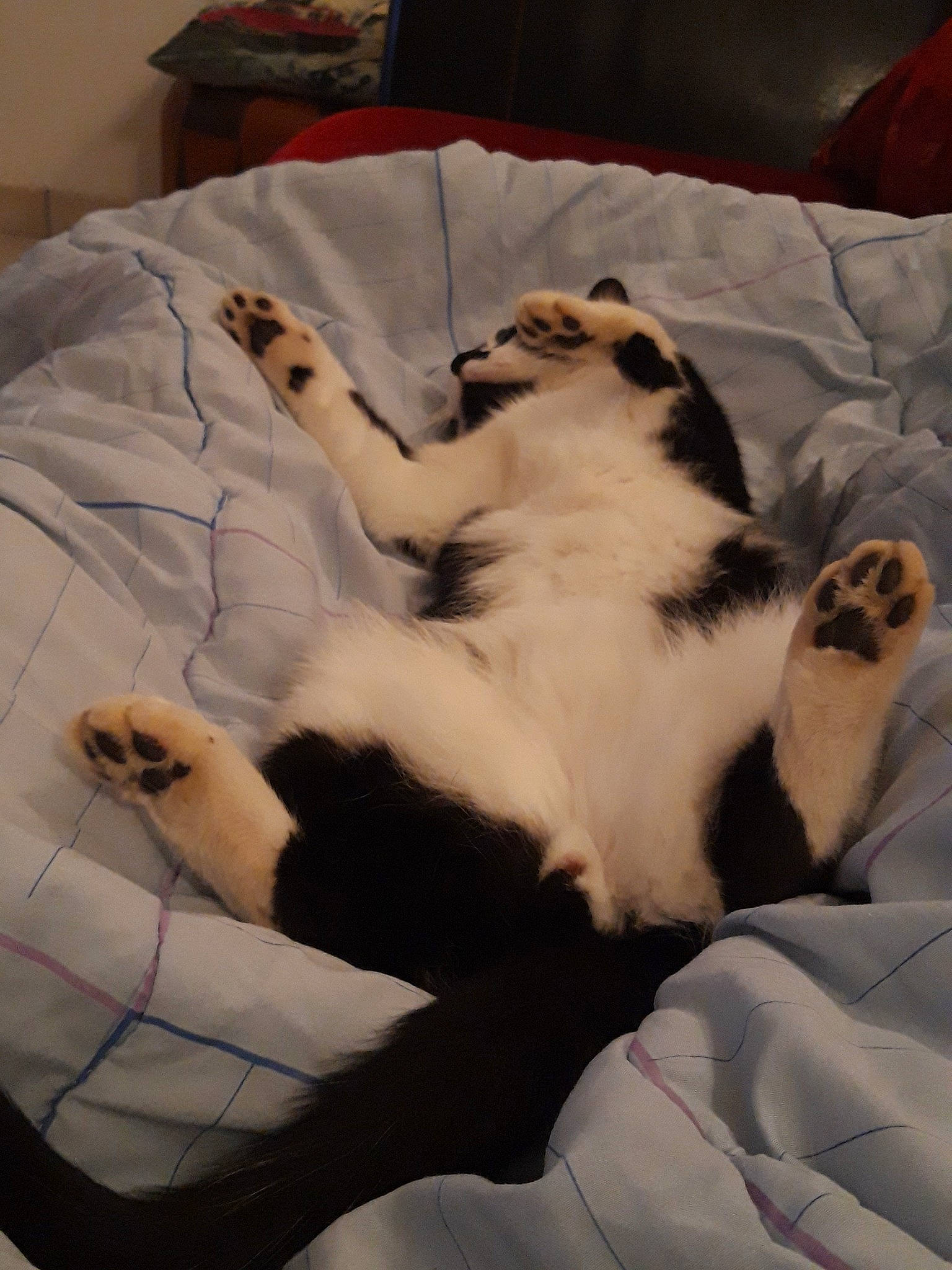 Watson participe au concours pour gagner de l'argent avec cette photo : canidae, carnivore, cat, companion_dog, dog_breed, felidae, fox_terrier, fur, paw, puppy, small_to_medium_sized_cats, tail, whiskers