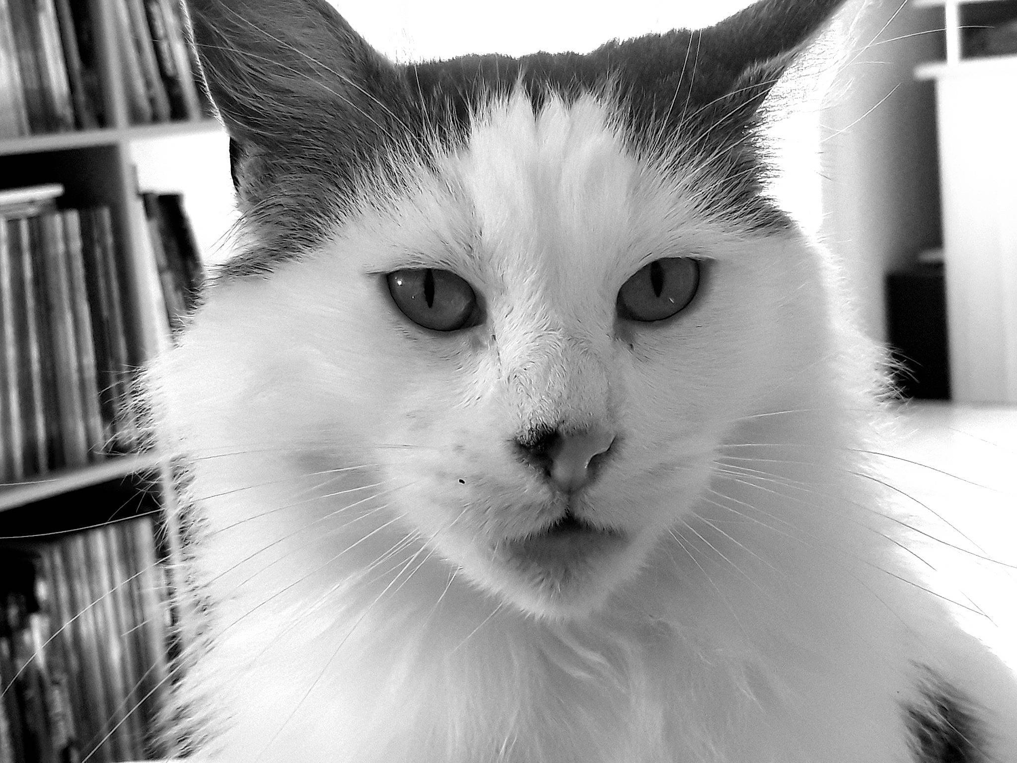 Speedway participe au concours pour gagner de l'argent avec cette photo : black, black_and_white, cat, cat_like_mammal, close_up, domestic_short_haired_cat, eye, face, fauna, fur, headwear, mammal, monochrome, monochrome_photography, nose, organ, person, small_to_medium_sized_cats, snapshot, snout