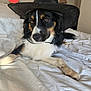 Vegas a rejoint le concours — aidez-le/la à gagner de superbes lots ! bed, bedroom, black_and_white, brown_eyes, calm, canine, cowboy_hat, dog, domestic_animal, ear, fur, furniture, indoor, lamp, lying_down, muzzle, paw, pet, relaxed, white_bedspread