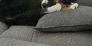 Vegas a rejoint le concours — aidez-le/la à gagner de superbes lots ! animal, black_fur, brown_fur, canine, comfort, couch, cozy, curled_up, dog, furniture, household, indoor, living_room, pet, pillow, relaxed, resting, sleepy, soft_texture, white_fur