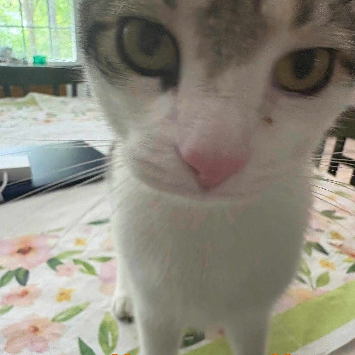 Kasper is registered to the contest to win money with this photo: abyssinian, angora, animal, cat, egyptiancat, face, flower, furniture, head, homedecor, indoors, kitten, manx, person, pet, photography, plant, portrait, pottedplant, siamese