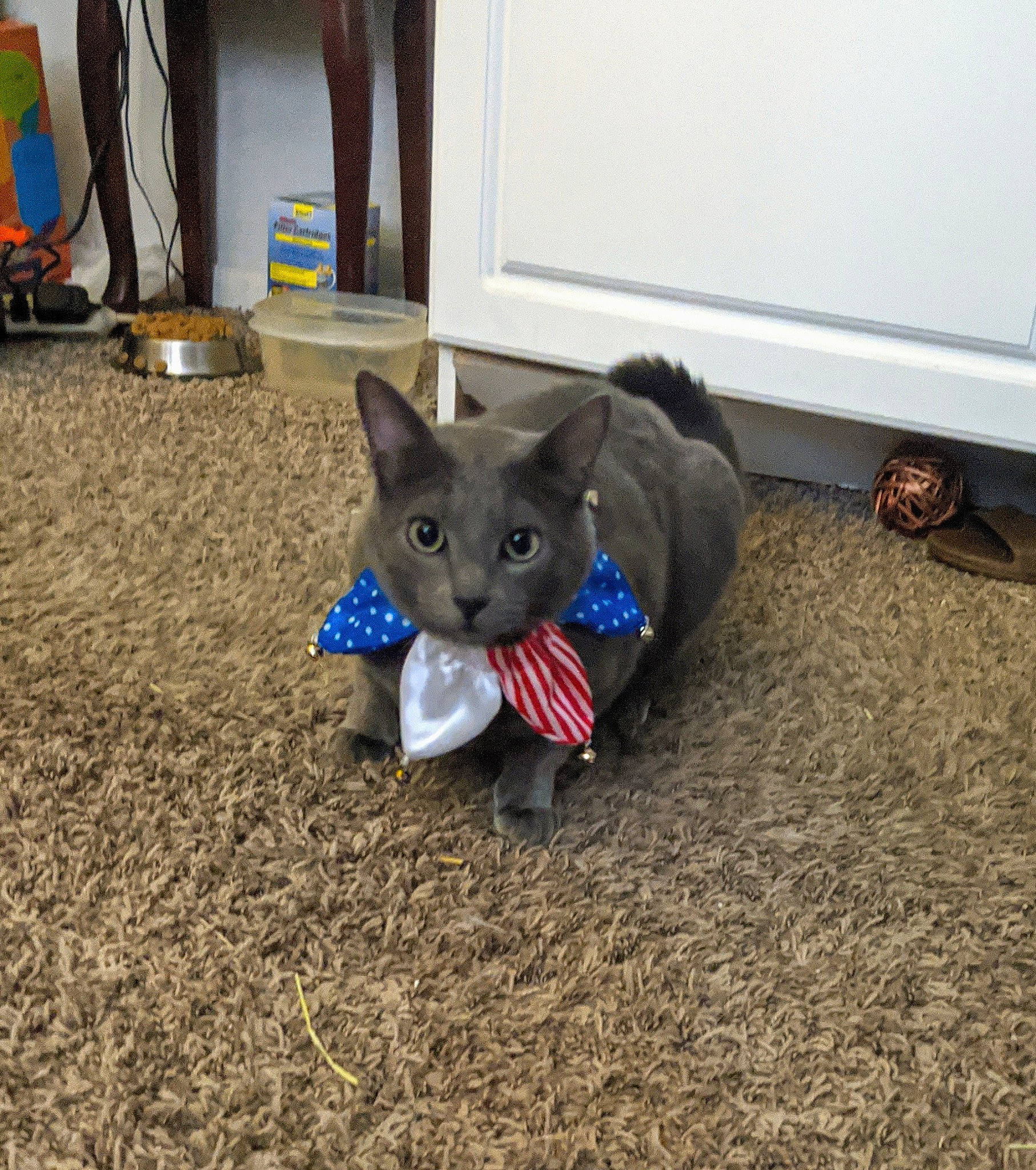 Tsukki is registered to the contest to win money with this photo: black_cat, canidae, carnivore, cat, comfort, dog_breed, domestic_short_haired_cat, electric_blue, fawn, felidae, floor, flooring, fur, grey, hardwood, mammal, russian_blue, small_to_medium_sized_cats, tail, whiskers