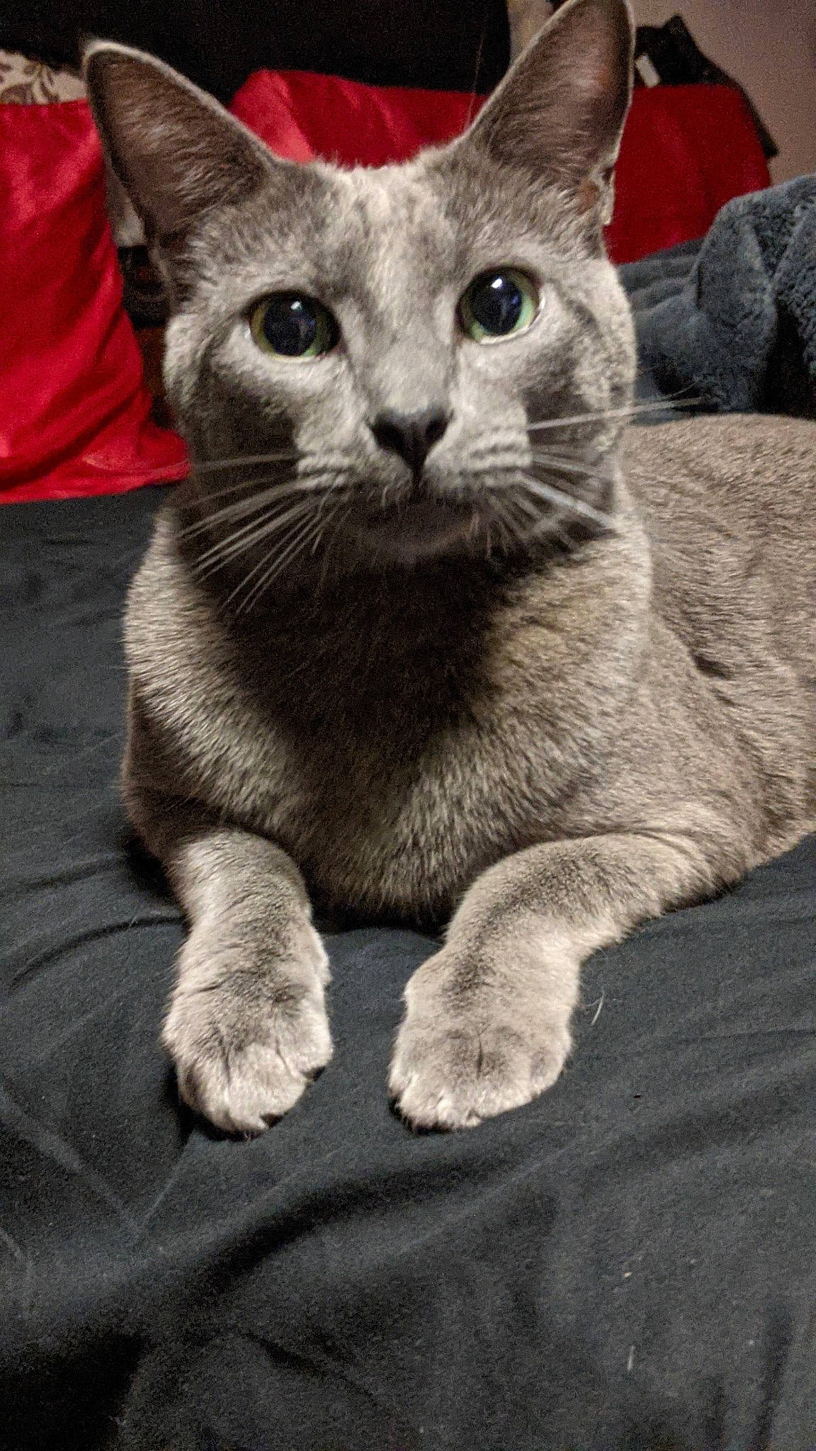 Tsukki is registered to the contest to win money with this photo: carnivore, cat, claw, domestic_short_haired_cat, felidae, fur, grey, monochrome, monochrome_photography, paw, photo_caption, russian_blue, sitting, small_to_medium_sized_cats, snout, tail, terrestrial_animal, whiskers, wildlife, window