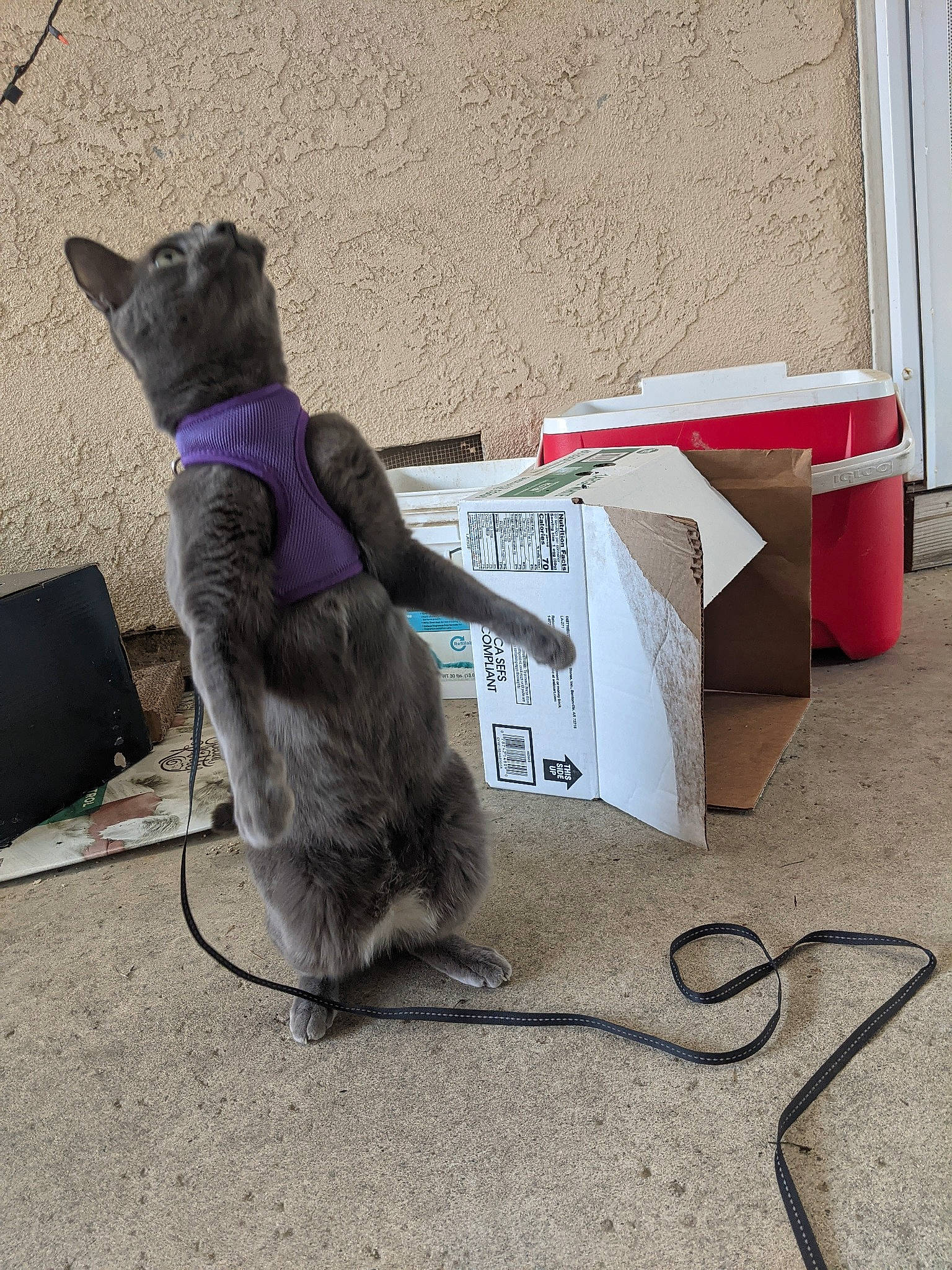 Tsukki is registered to the contest to win money with this photo: box, carnivore, cat, collar, companion_dog, concrete, dog_breed, domestic_short_haired_cat, fawn, felidae, flooring, fur, gas, leash, paw, pet_supply, sitting, small_to_medium_sized_cats, tail, whiskers