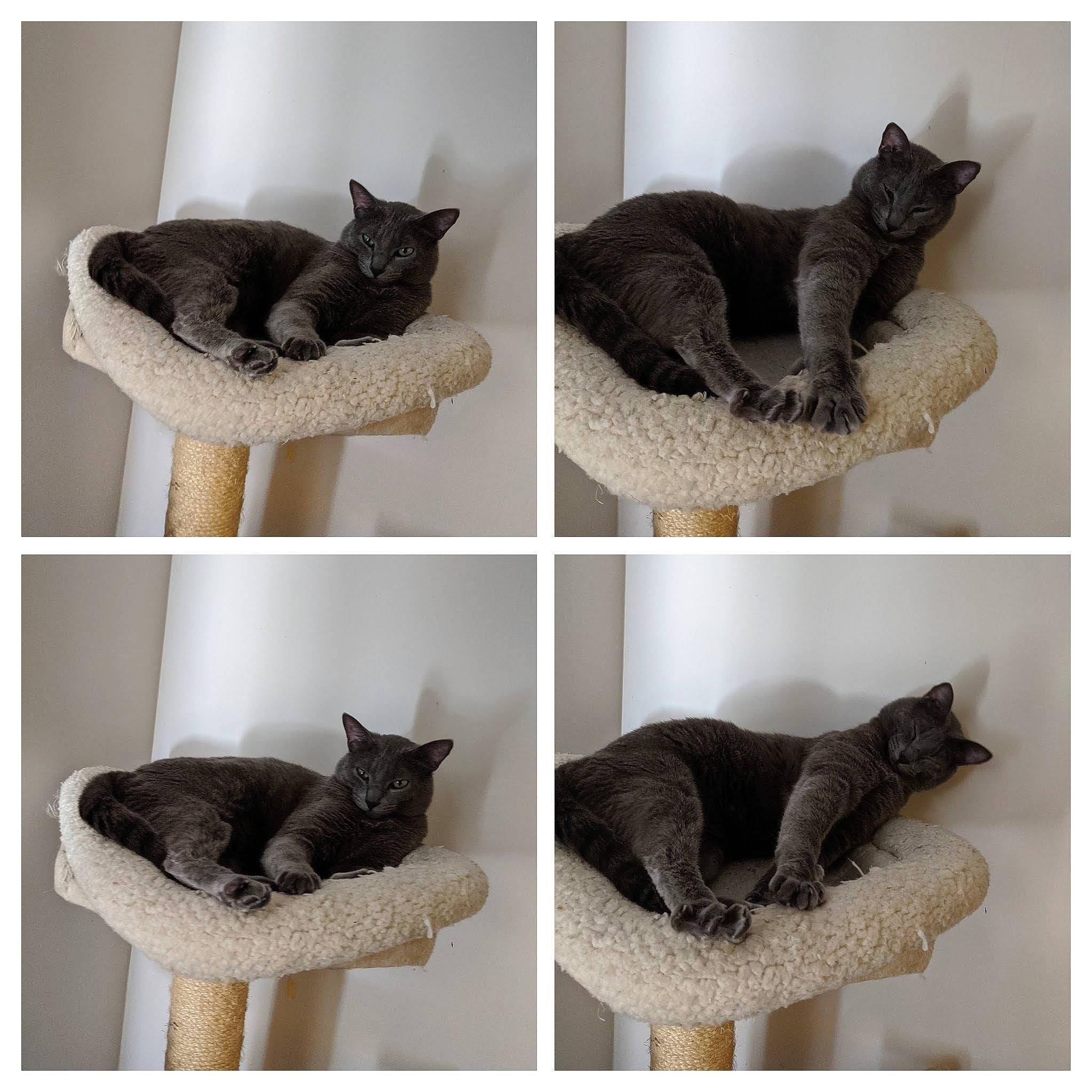 Tsukki is registered to the contest to win money with this photo: art, carnivore, cat, cat_bed, cat_supply, comfort, domestic_short_haired_cat, fashion_accessory, felidae, font, fur, grey, mammal, pet_supply, small_to_medium_sized_cats, snout, tail, vertebrate, whiskers, white