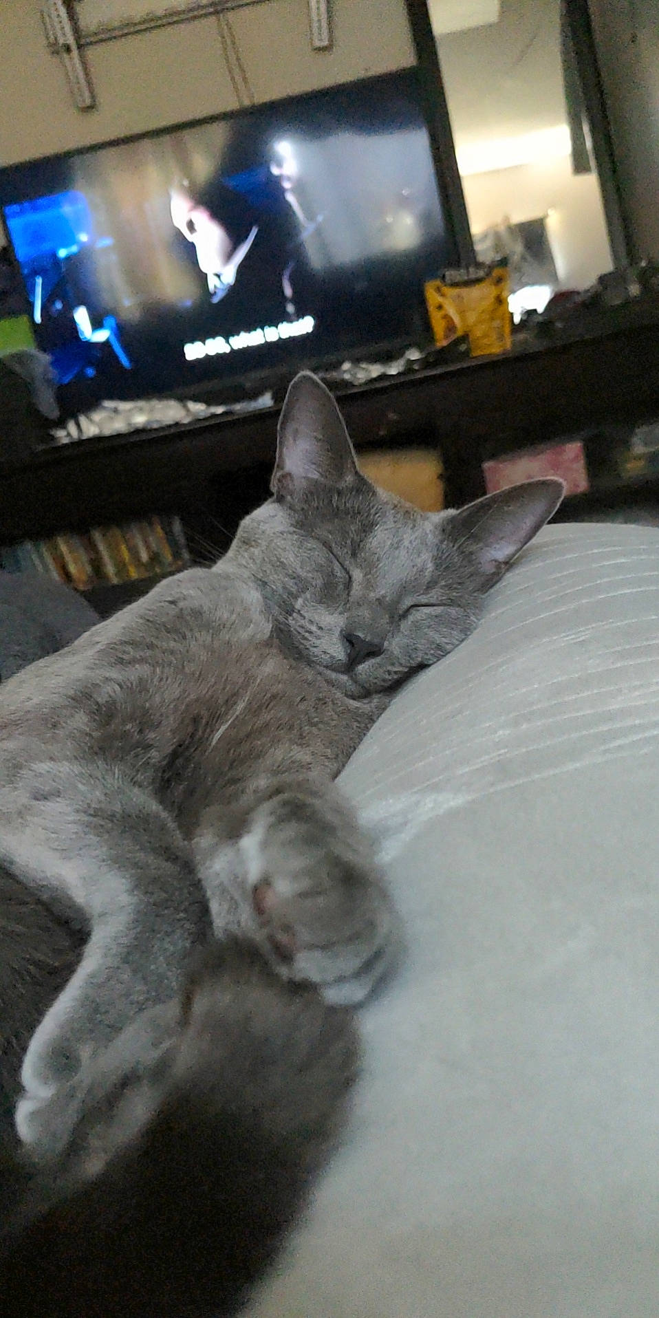 Tsukki joined the competition — help win amazing prizes! carnivore, cat, comfort, computer_keyboard, dog_breed, domestic_short_haired_cat, felidae, fur, furniture, grey, houseplant, paw, picture_frame, russian_blue, small_to_medium_sized_cats, snout, table, tail, television, whiskers