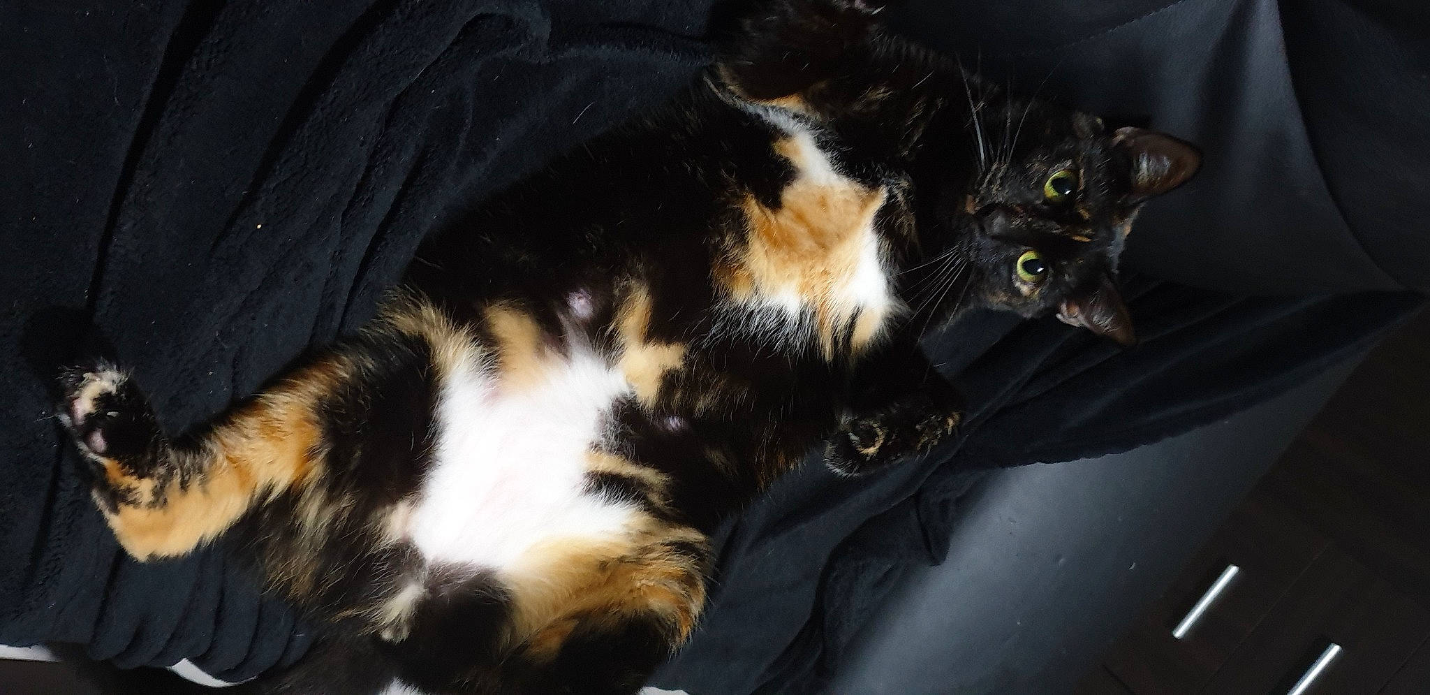 Elza participe au concours pour gagner de l'argent avec cette photo : carnivore, cat, claw, comfort, darkness, domestic_short_haired_cat, felidae, fur, paw, small_to_medium_sized_cats, snout, tail, terrestrial_animal, whiskers