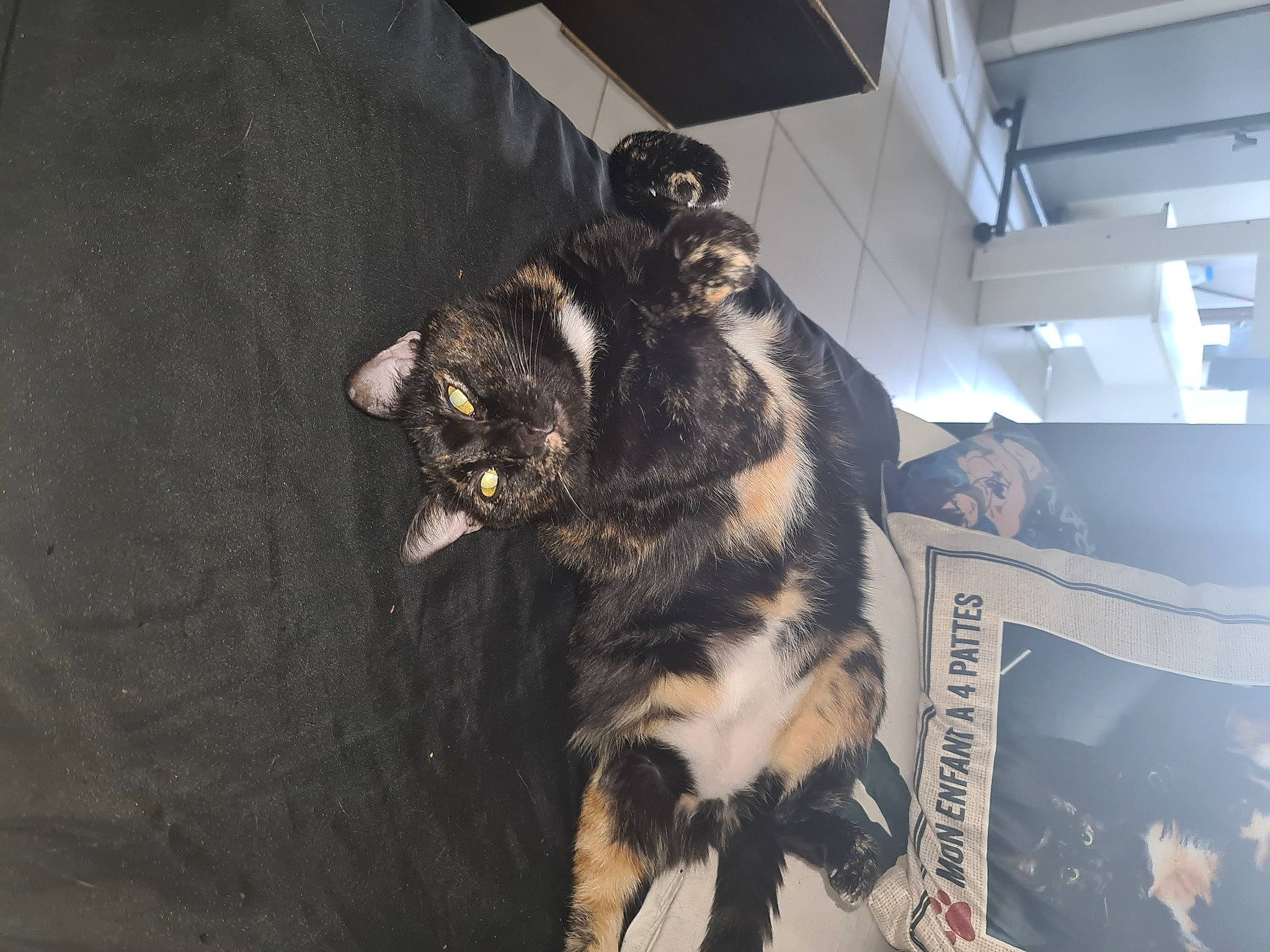 Elza participe au concours pour gagner de l'argent avec cette photo : automotive_tire, canidae, carnivore, cat, claw, comfort, dog_breed, domestic_short_haired_cat, felidae, fender, flooring, formal_wear, fur, paw, small_to_medium_sized_cats, snout, sporting_group, tail, terrestrial_animal, whiskers