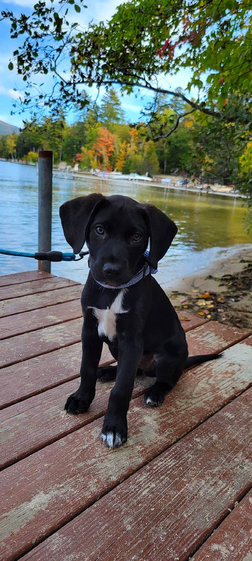 Teddy Graham is registered to the contest to win money with this photo: borador, canidae, carnivore, collar, companion_dog, dog, dog_breed, dog_collar, fawn, gun_dog, lake, plant, sky, snout, sporting_group, tail, tree, water, whiskers, working_animal