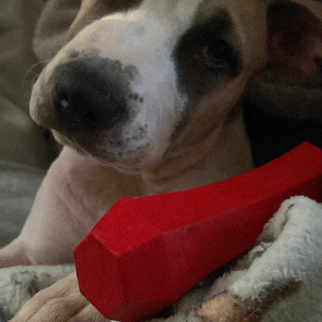 Balboa joined the competition — help win amazing prizes! animal, blanket, brown, close_up, companion, cozy, cute, dog, domestic_animal, ears, expression, face, fur, indoor, nose, paw, pet, resting, toy, white