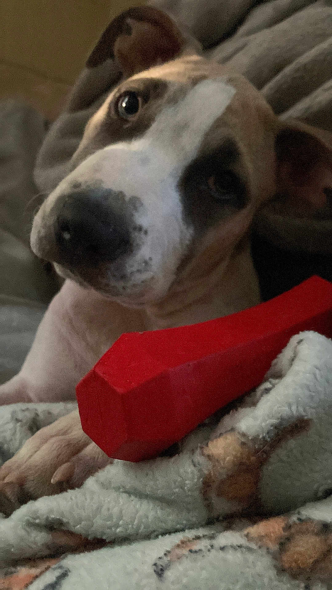 Balboa joined the competition — help win amazing prizes! dog, pet, close_up, blanket, toy, indoor, animal, cute, brown, white, paw, face, nose, ears, resting, cozy, domestic_animal, companion, fur, expression