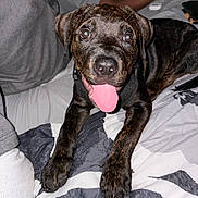 Onyx joined the competition — help win amazing prizes! dog, puppy, brindle, tongue_out, bed, blanket, person, hand, casual_clothing, indoor, pet, animal, cute, lying_down, front_paws, happy, looking_up, face, fur, domestic_animal