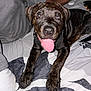 dog, puppy, brindle, tongue_out, bed, blanket, person, hand, casual_clothing, indoor, pet, animal, cute, lying_down, front_paws, happy, looking_up, face, fur, domestic_animal