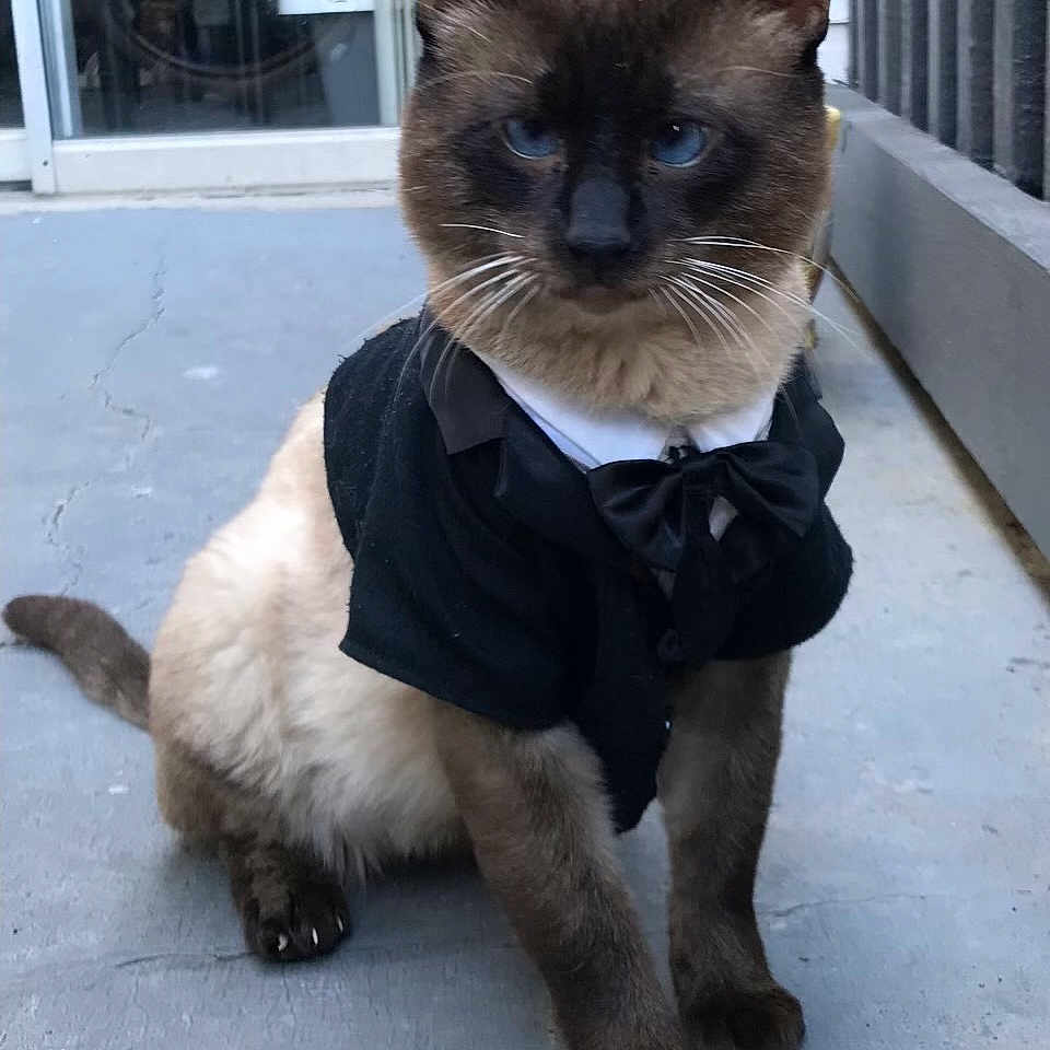 Picoreto joined the competition — help win amazing prizes! alone, animal, blue_eyes, bow_tie, cat, clothing, concrete_floor, costume, cute, domestic_animal, ears, fancy, feline, outdoor, pet, portrait, siamese_cat, sitting, tuxedo, whiskers
