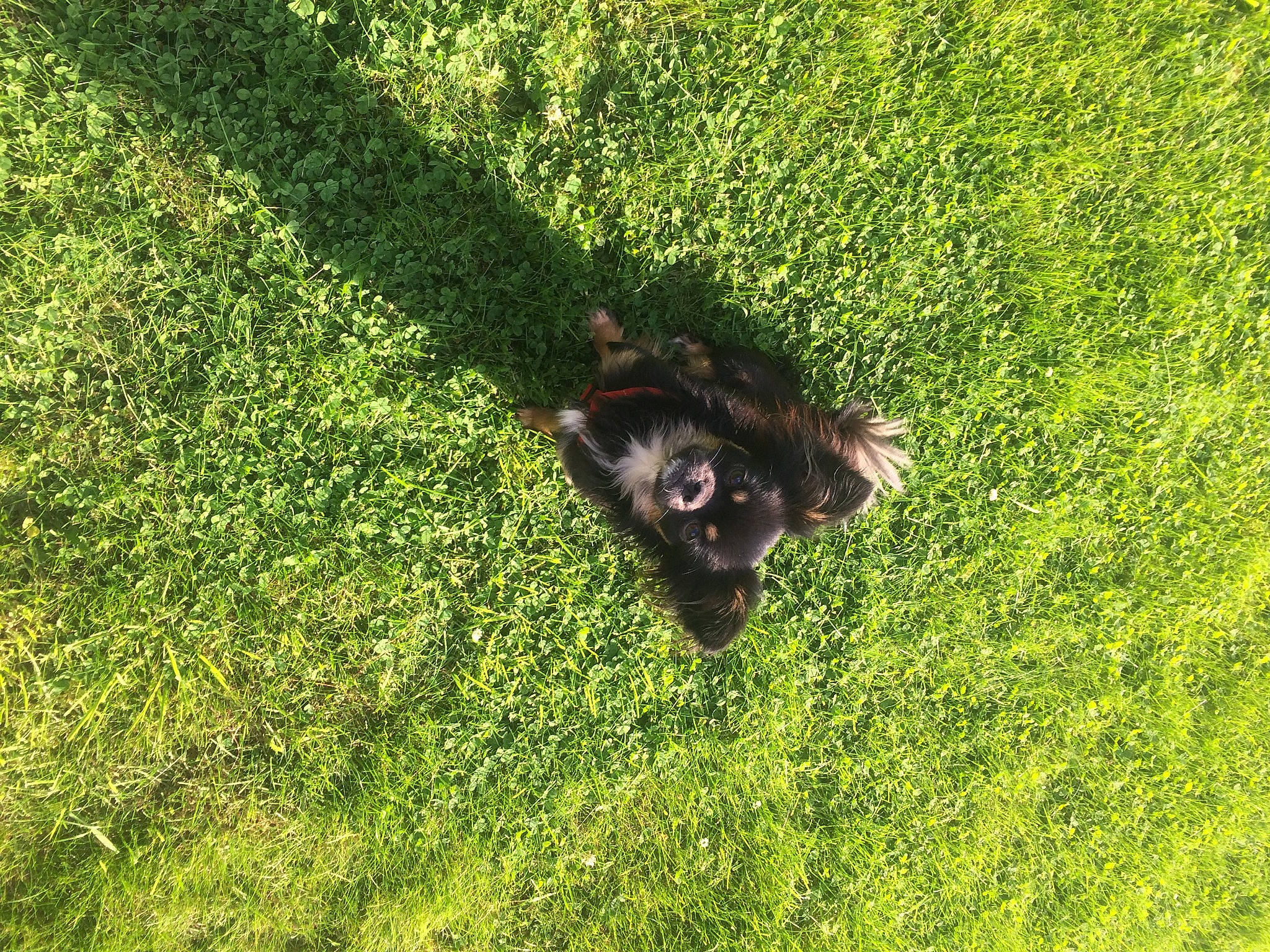 Luna participe au concours pour gagner de l'argent avec cette photo : canidae, carnivore, companion_dog, dog_breed, fawn, felidae, flooring, grass, grass_family, grassland, groundcover, lawn, meadow, pasture, shrub, snout, sporting_group, tail, terrestrial_animal, working_animal