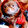 Snuggiebear joined the competition — help win amazing prizes! animal, blanket, brown_fur, canine, companion, cozy, cute, cute_pet, dog, domestic_animal, eyes, face, fur, hoodie, indoors, paw, pet, red_clothing, resting, warm