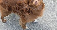 Snuggiebear is registered to the contest to win money with this photo: animal, brown_dog, canine, cute, daylight, dog, ears, expression, fluffy, fur, grass, looking_up, nature, outdoor, pavement, pet, side_view, small_dog, standing, tail
