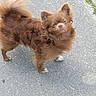 animal, brown_dog, canine, cute, daylight, dog, ears, expression, fluffy, fur, grass, looking_up, nature, outdoor, pavement, pet, side_view, small_dog, standing, tail