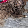 dog, brown, fluffy, floor, wooden_floor, table_leg, pet, indoor, curious_eyes, lying_down, fur, animal, cozy, blanket, red, domestic_animal, companion, cute, portrait, relaxed