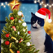 Ramdam a rejoint le concours — aidez-le/la à gagner de superbes lots ! accessories, animal, canine, cat, christmas, christmasdecorations, christmastree, christmastreeornaments, conifer, dog, elf, festival, kitten, lighting, manx, ornament, pet, pine, plant, tree