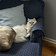 Dior is registered to the contest to win money with this photo: cat, cat_face, fluffy_cat, white_cat, sofa, couch, armrest, cushion, pillow, brown_pillow, blue_upholstery, living_room, hardwood_floor, wall, relaxing, pet, fur, screenshot, social_media, avatar