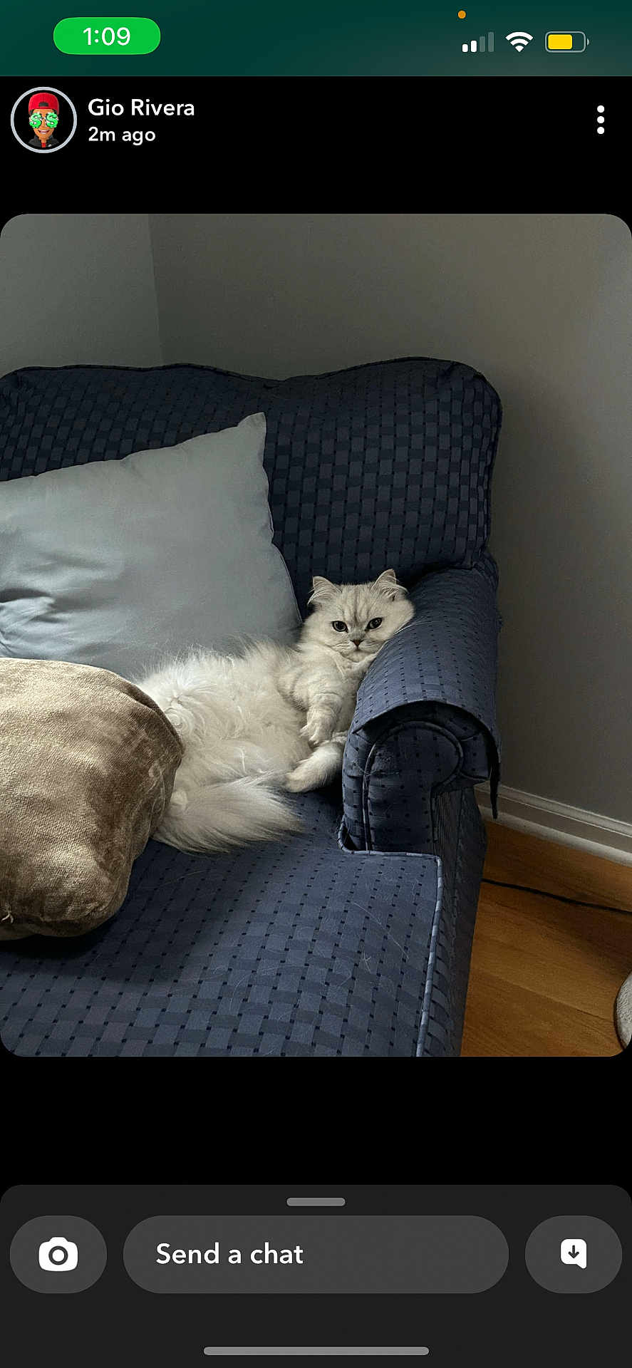 Dior is registered to the contest to win money with this photo: cat, cat_face, fluffy_cat, white_cat, sofa, couch, armrest, cushion, pillow, brown_pillow, blue_upholstery, living_room, hardwood_floor, wall, relaxing, pet, fur, screenshot, social_media, avatar