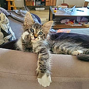 Plume participe au concours pour gagner de l'argent avec cette photo : animal, cat, couch, cozy, curious, cute, feline, fur, furniture, home, indoor, kitten, living_room, paw, pet, relaxed, resting, tabby, whiskers, young