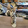 animal, cat, couch, cozy, curious, cute, feline, fur, furniture, home, indoor, kitten, living_room, paw, pet, relaxed, resting, tabby, whiskers, young