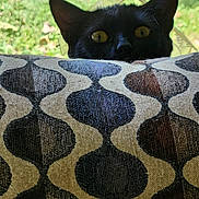 Salem joined the competition — help win amazing prizes! cat, black_cat, peeking, couch, patterned_fabric, yellow_eyes, indoor, curious, pet, animal, feline, ears, face, closeup, home, furniture, window, greenery, daylight, texture