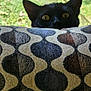 cat, black_cat, peeking, couch, patterned_fabric, yellow_eyes, indoor, curious, pet, animal, feline, ears, face, closeup, home, furniture, window, greenery, daylight, texture