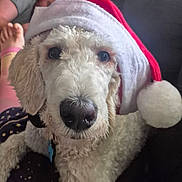 Zeppelin joined the competition — help win amazing prizes! dog, white_dog, santa_hat, holiday, pet, indoors, close_up, curious, fur, canine, face, animal, cozy, relaxing, person, foot, blanket, resting, cute, festive