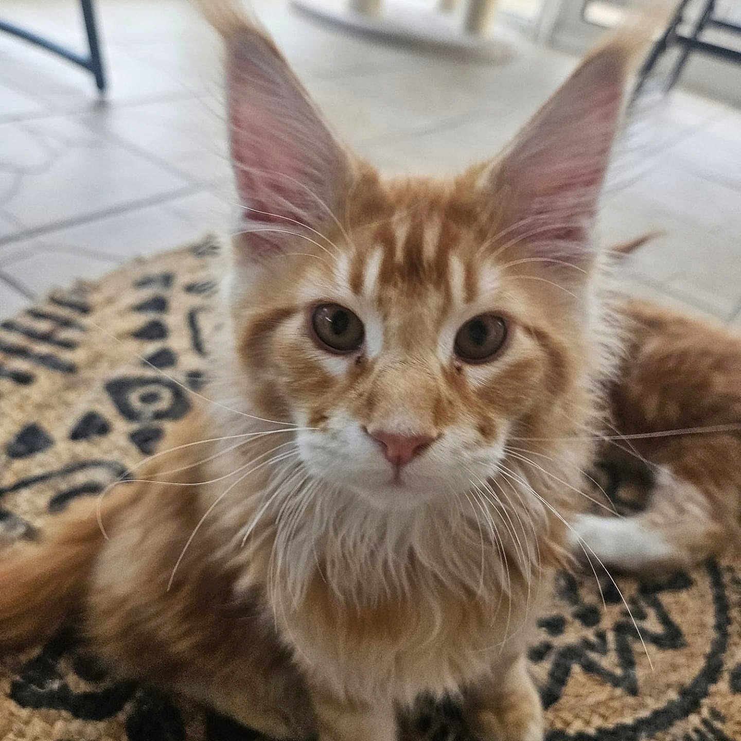 Baloo a rejoint le concours — aidez-le/la à gagner de superbes lots ! cat, kitten, orange_cat, white_fur, tabby, fluffy, long_hair, pet, animal, feline, face, eyes, ears, whiskers, nose, sitting, carpet, rug, indoors, portrait