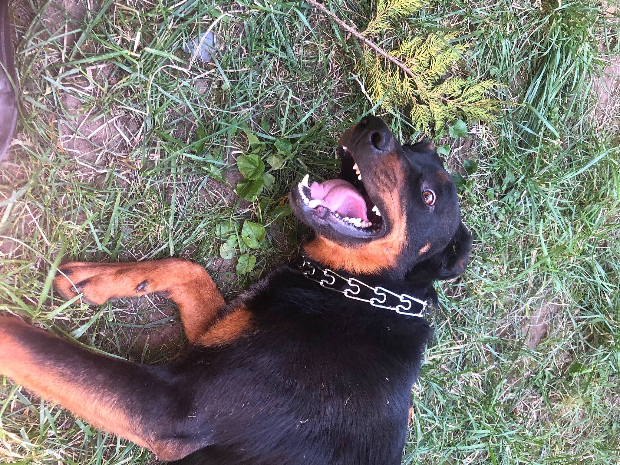 Poopy participe au concours pour gagner de l'argent avec cette photo : canidae, carnivore, companion_dog, dog, dog_breed, fawn, grass, guard_dog, hound, hunting_dog, mammal, paw, snout, sporting_group, terrestrial_animal, vertebrate, working_animal, working_dog