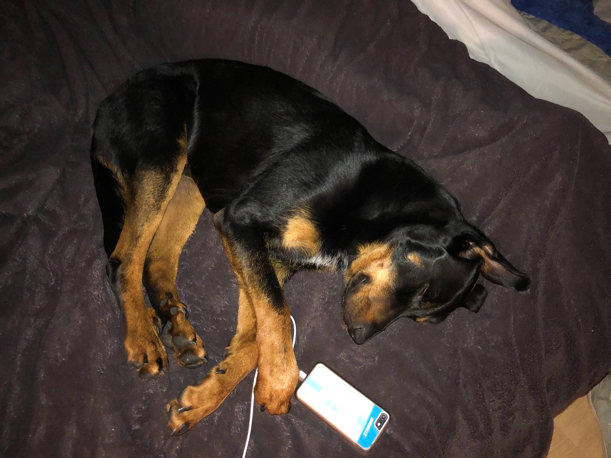 Poopy a rejoint le concours — aidez-le/la à gagner de superbes lots ! austrian_black_and_tan_hound, carnivore, comfort, companion_dog, couch, dobermann, dog, dog_breed, guard_dog, hound, hunting_dog, montenegrin_mountain_hound, paw, pinscher, prazsky_krysarik, scent_hound, sporting_group, tail, toy_dog, working_dog