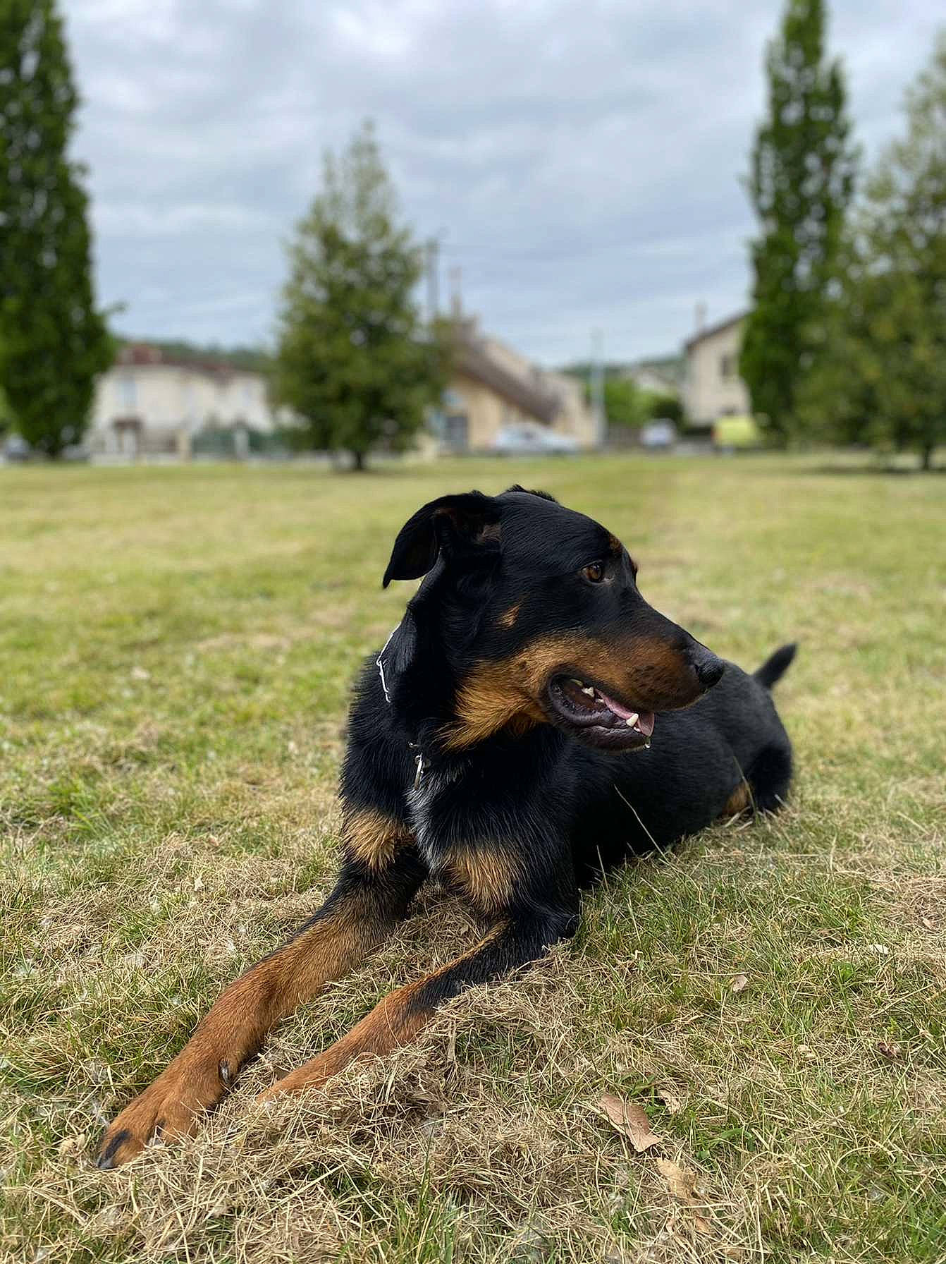 Poopy participe au concours pour gagner de l'argent avec cette photo : canidae, carnivore, cloud, companion_dog, dog, dog_breed, fawn, grass, grassland, guard_dog, landscape, pasture, plant, sky, snout, sporting_group, tail, tree, working_animal, working_dog