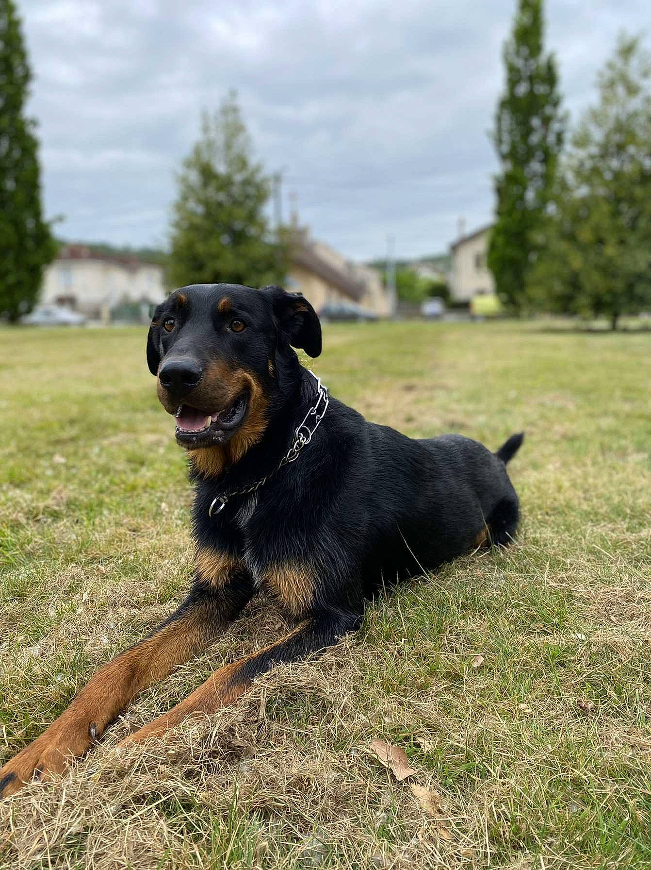 Poopy participe au concours pour gagner de l'argent avec cette photo : borador, canidae, carnivore, cloud, collar, companion_dog, disc_dog, dog, dog_breed, dog_collar, grass, grassland, guard_dog, leash, plant, retriever, sky, snout, tree, working_animal