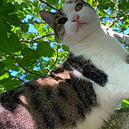 Pirate participe au concours pour gagner de l'argent avec cette photo : adventure, animal, branch, cat, close_up, curious, daylight, fur, green_leaves, looking_down, mammal, nature, outdoor, pet, playful, sky, tabby, tree, whiskers, white_fur