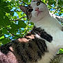 adventure, animal, branch, cat, close_up, curious, daylight, fur, green_leaves, looking_down, mammal, nature, outdoor, pet, playful, sky, tabby, tree, whiskers, white_fur