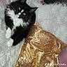 cat, cats, black_and_white, furry, long_hair, pet, animal, sleeping, cuddling, sitting, blanket, fluffy, pillow, gold, sequins, star, indoor, cozy, portrait, text_overlay