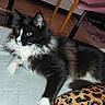 cat, black_and_white, longhaired, fluffy, feline, pet, whiskers, ears, blue_eyes, white_paws, lying_down, relaxed, bed, bedroom, leopard_print, pink_chair, yellow_frame, wood_floor, indoor, portrait