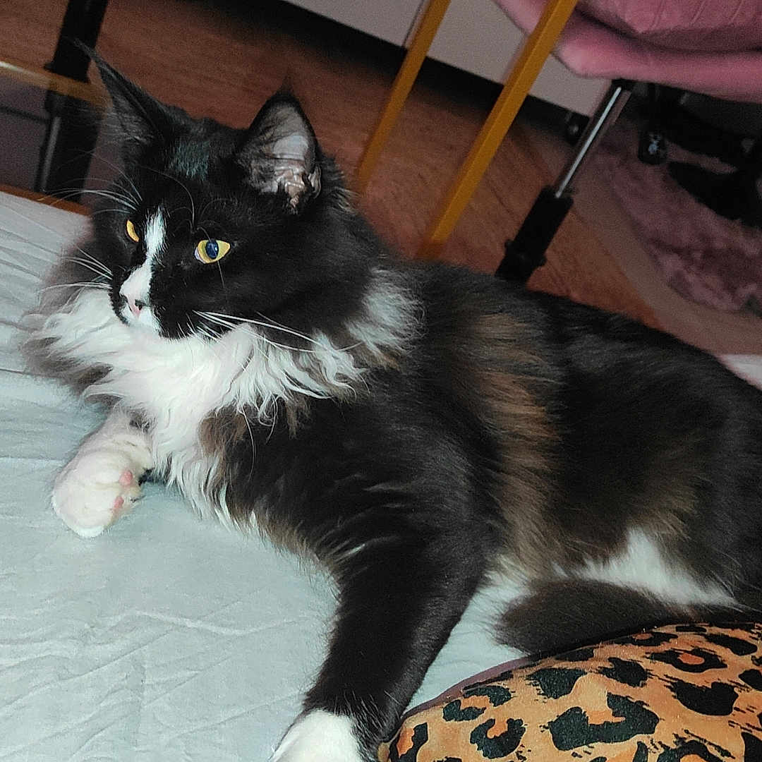 Louna