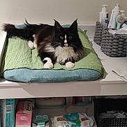 Louna a rejoint le concours — aidez-le/la à gagner de superbes lots ! cat, black_and_white, longhaired, fluffy, pet, feline, green_cushion, lounging, sitting, alert, whiskers, pointed_ears, white_paws, pink_nose, bathroom, shelf, storage_basket, toiletries, baby_supplies, indoor